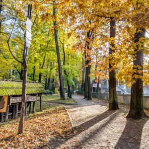 autor: https://trasynawczasy.pl/37-cyganski-las-i-stefanka#google_vignette.